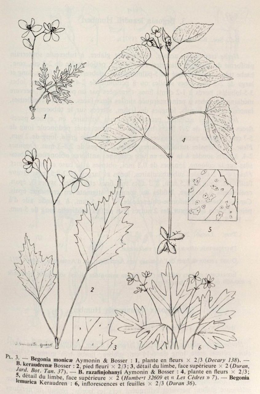 B. monicae
